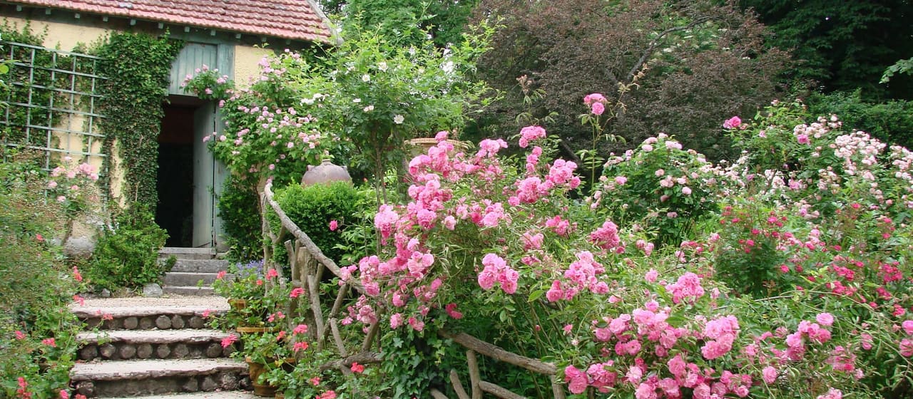 La roseraie en fleurs devant l’atelier