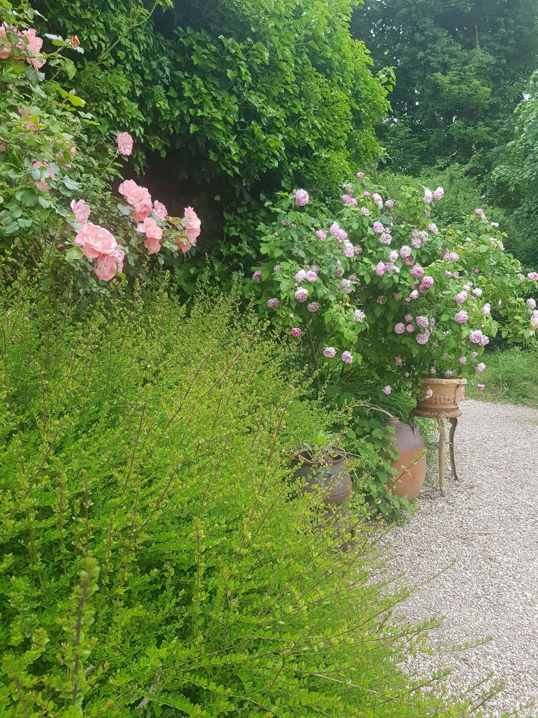 Une allée de gravier bordée de rosiers grimpants et de vivaces