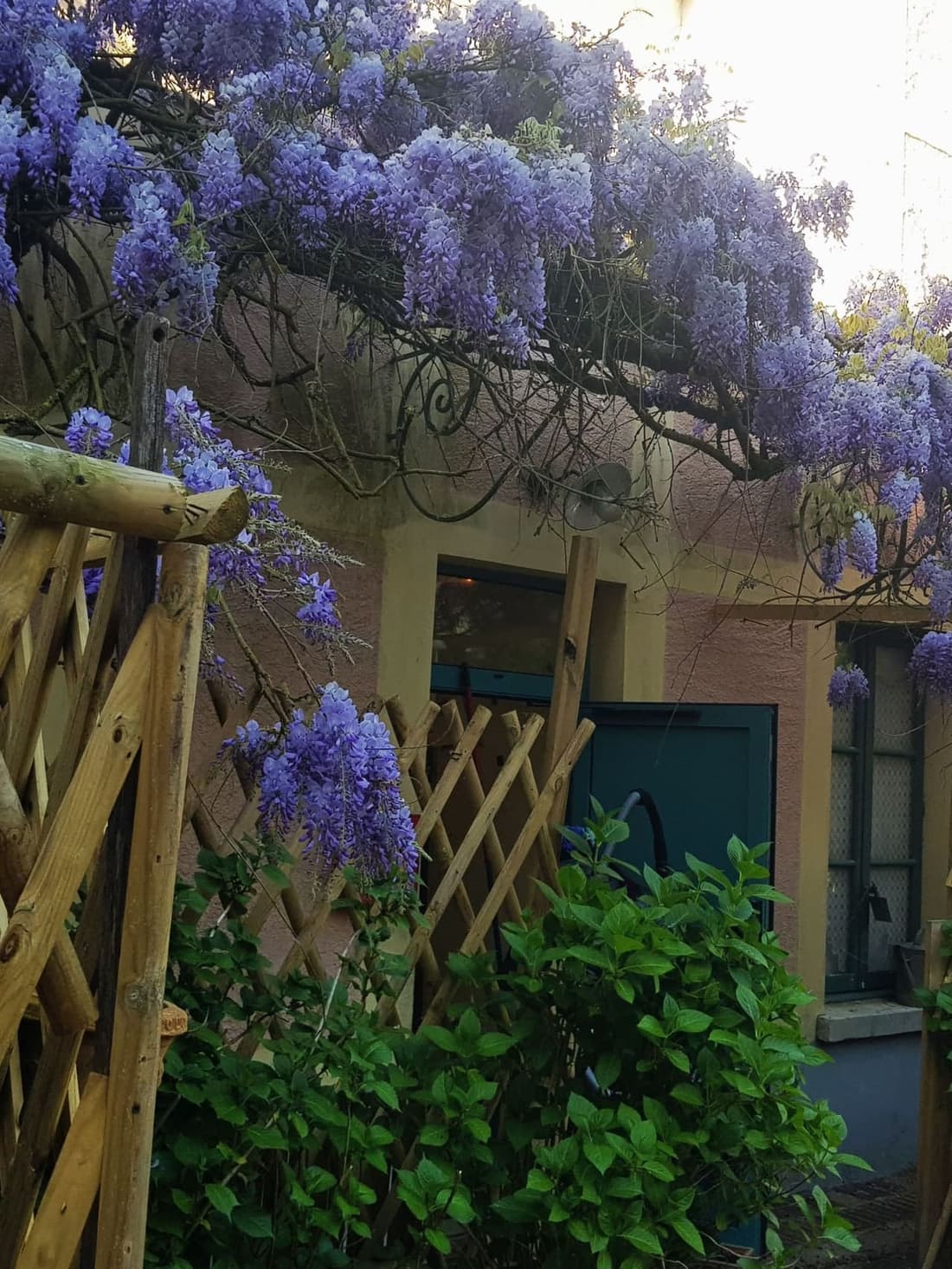 Glycine en fleurs courant au-dessus d’une treille de bois, contre un mur de la maison