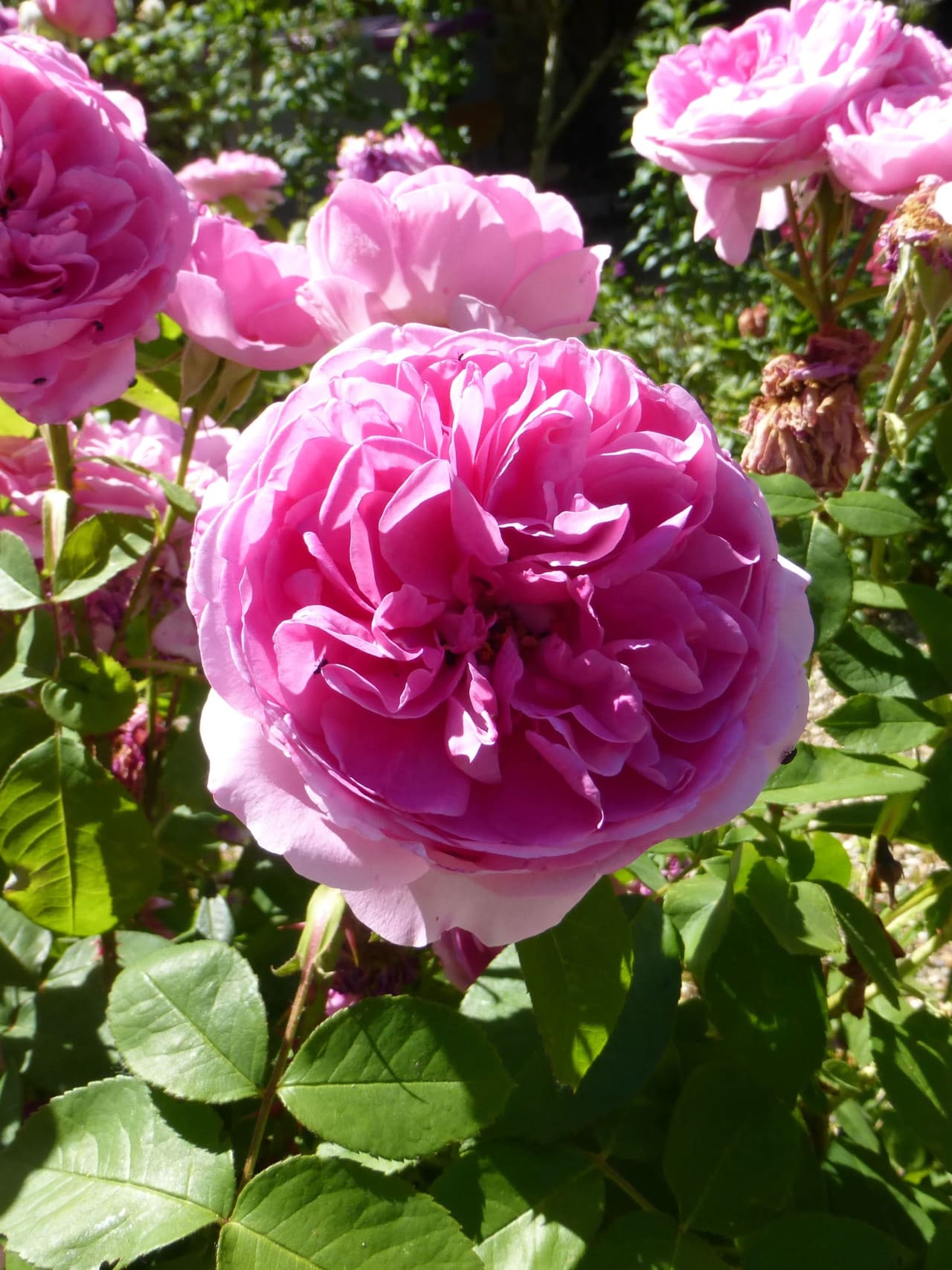 Gros plan sur une rose épanouie, aux pétales roses serrés, dans le jardin de Baudy
