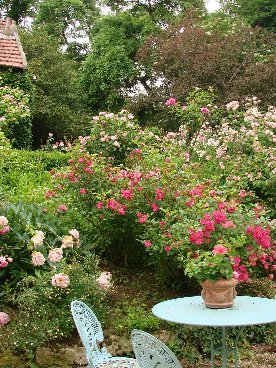 La roseraie de Baudy : massifs de rosiers en fleurs devant l’atelier, avec une table et des chaises de jardin