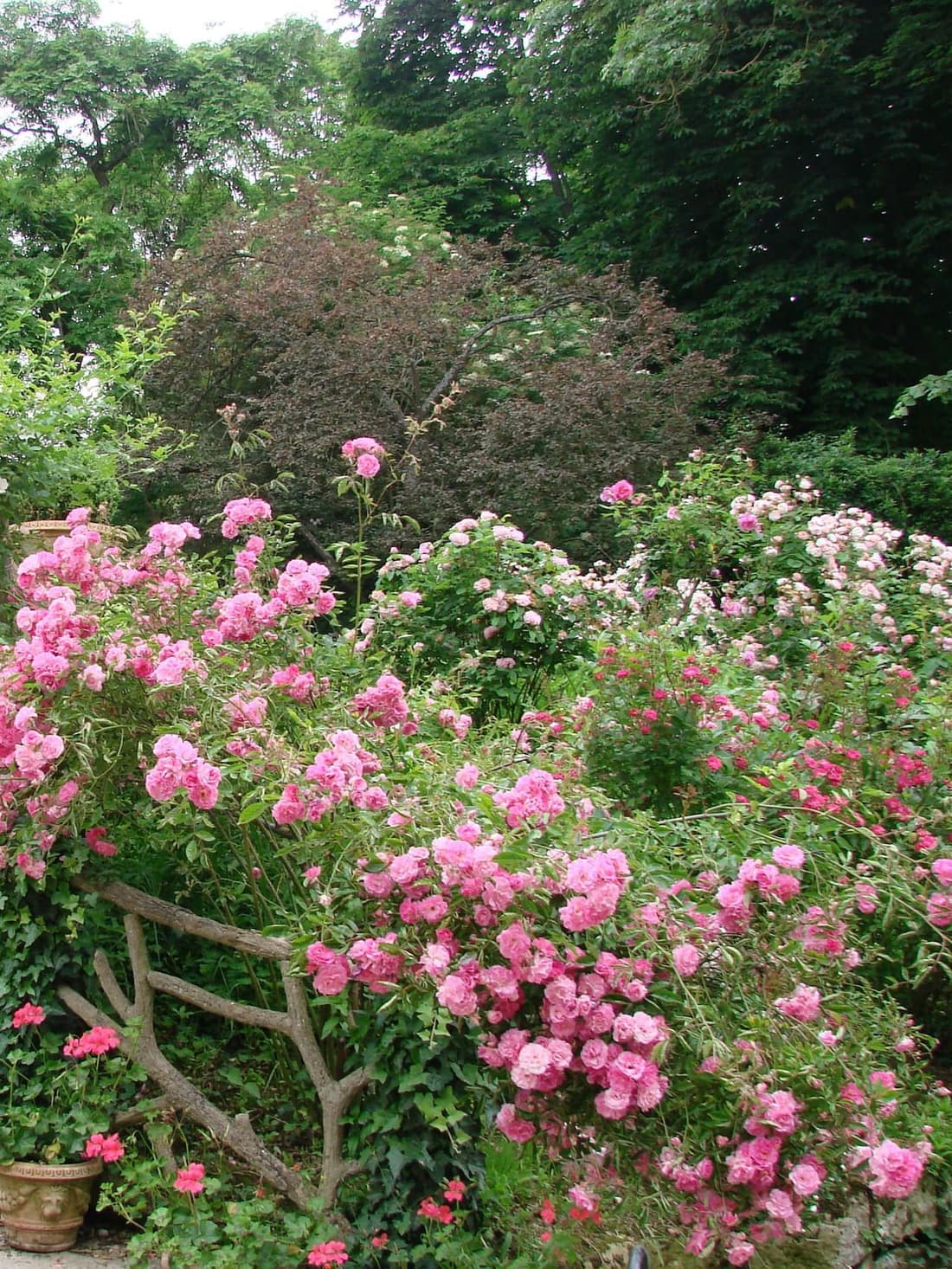 Massif de rosiers roses en pleine floraison dans le jardin de Baudy
