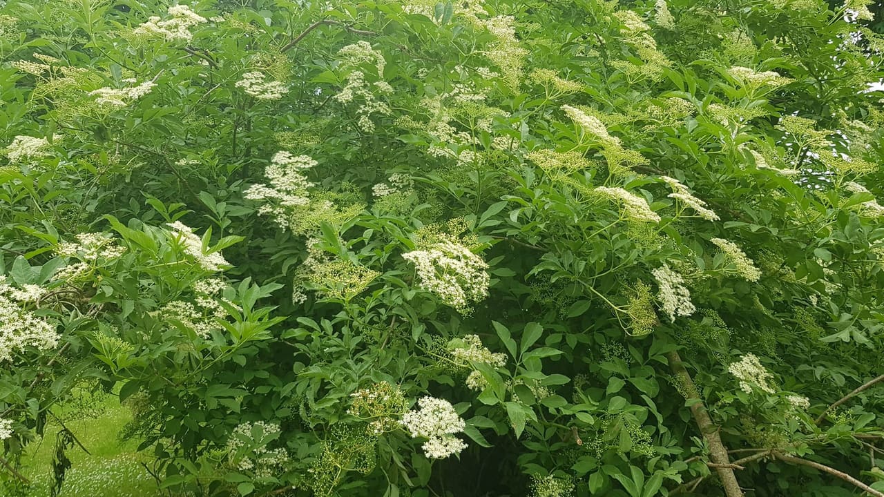Un grand sureau en fleurs dans le jardin, au printemps