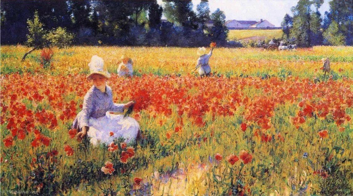 Poppies